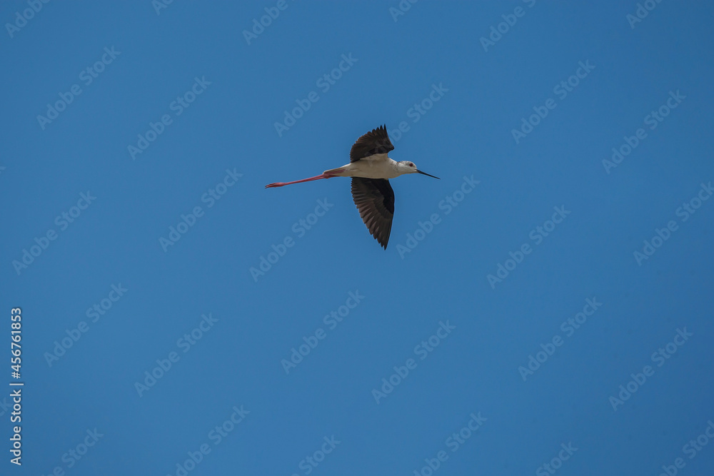 Obraz premium Under-wing view of the Black-winged Stilt (Himantopus himantopus) in flight. Blue background.