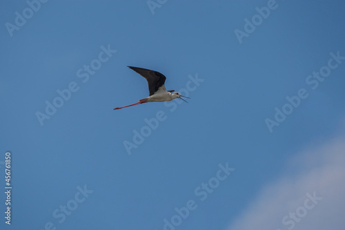 Under-wing view of the Black-winged Stilt (Himantopus himantopus) in flight. Blue background. © Ali Tellioglu
