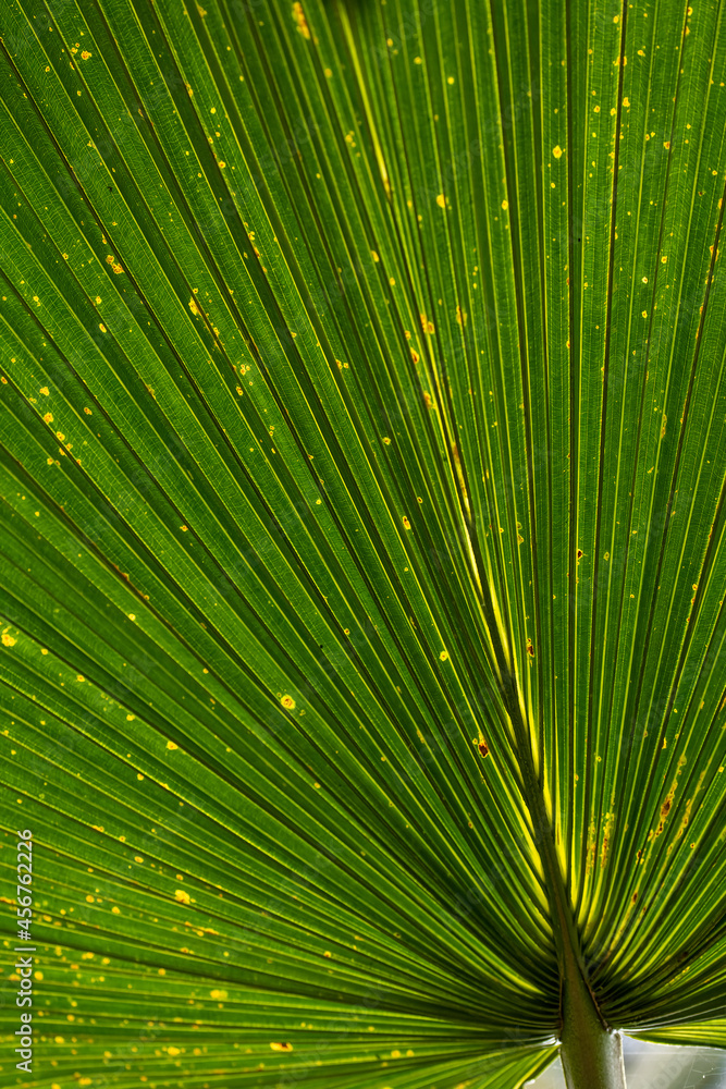 Fototapeta premium Beautiful green leafs at a sunny day in summer.