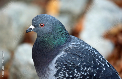 Pigeon - left profile