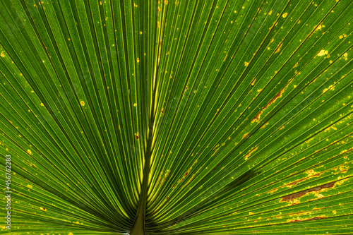 Beautiful green leafs at a sunny day in summer.