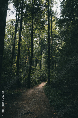 Trail into jungle