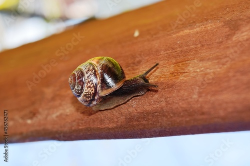 snail macro on old wooden bench © дмитрий дорошенко