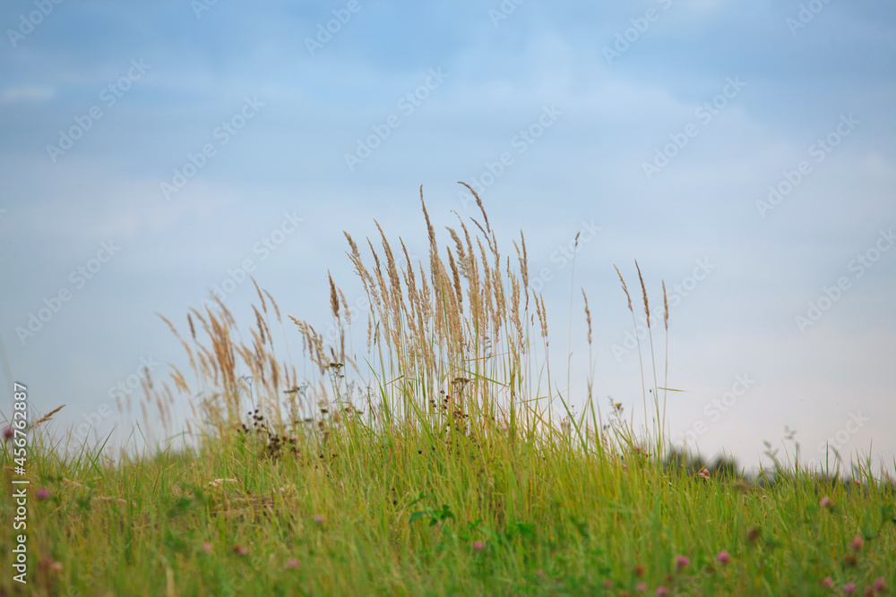 The ripe grass against the blue sky in the summer