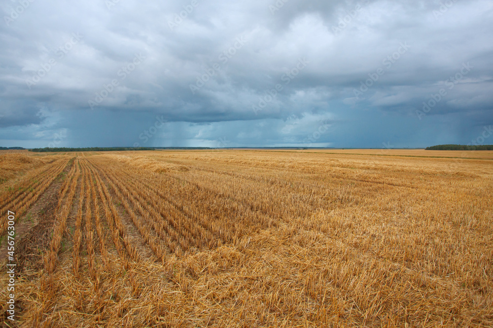 cereal field after harvest in the summer