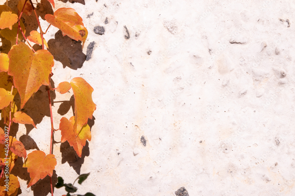 Autumn yellowed foliage in the sun on a concrete background with copy space