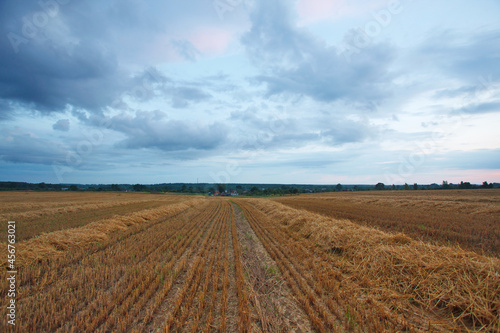 cereal field after harvest in the summer © wolf139
