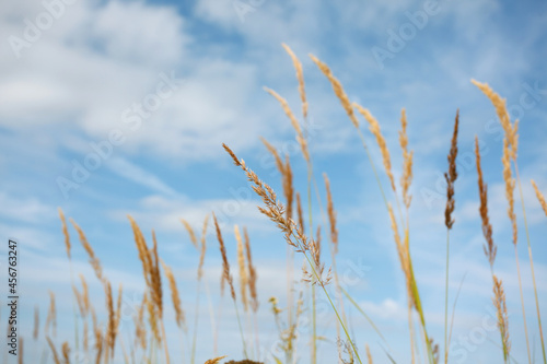 The ripe grass against the blue sky in the summer