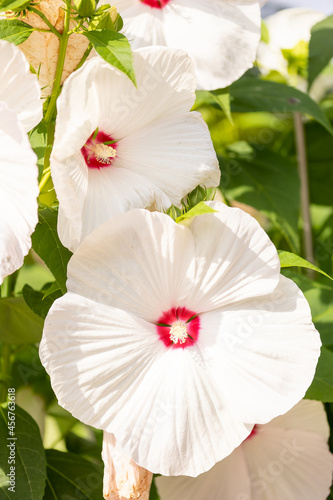 Beautiful flowers in a public park in Frankfurt, Hesse at a sunny day in summer.