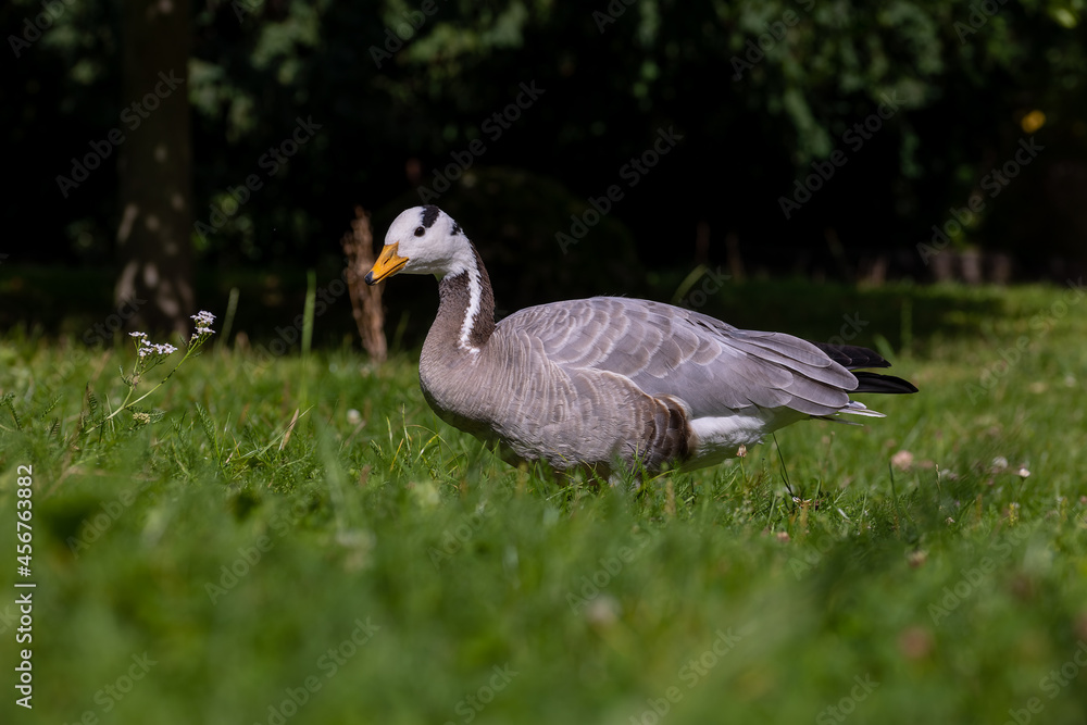 A beautiful wild goose walking though a meadow at a sunny day in summer. A beautiful wild goose walking though a meadow at a sunny day in summer.