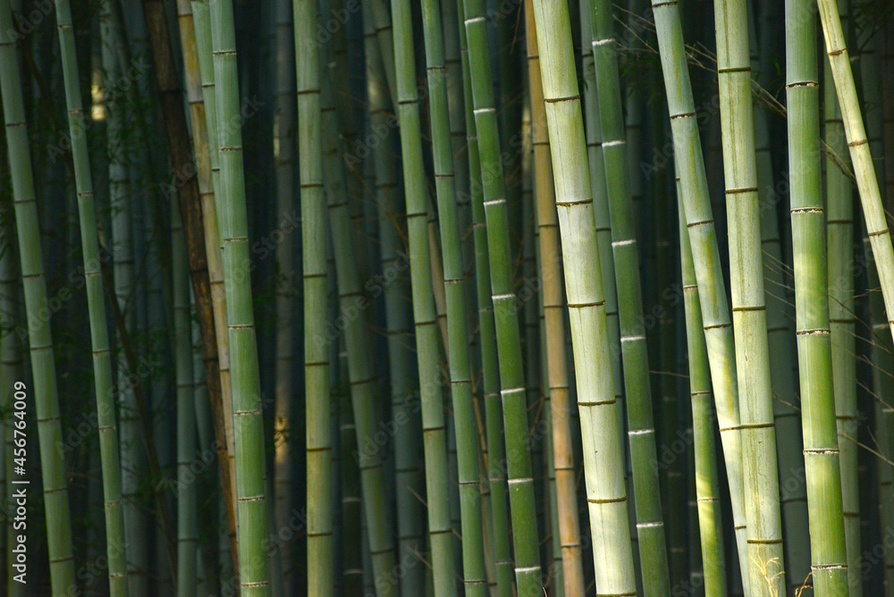 Obraz premium bamboo