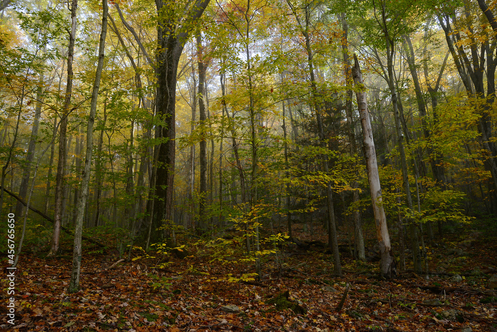 Obraz premium misty forest