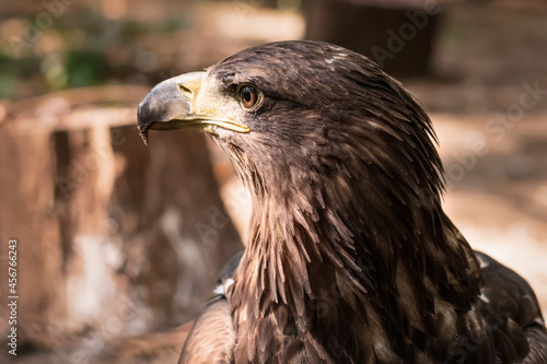 Close-up portrait of a steppe eagle outdoors