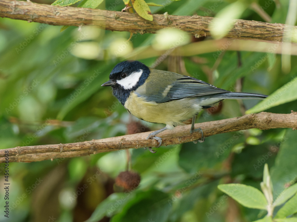 Fototapeta premium A Great Tit (Parus major) perched on a garden branch, in Wakefield, West Yorkshire.