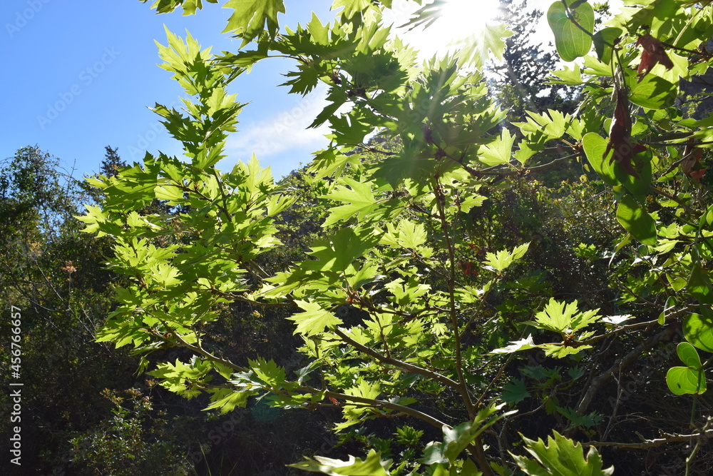 Fototapeta premium green leaves in sunlight