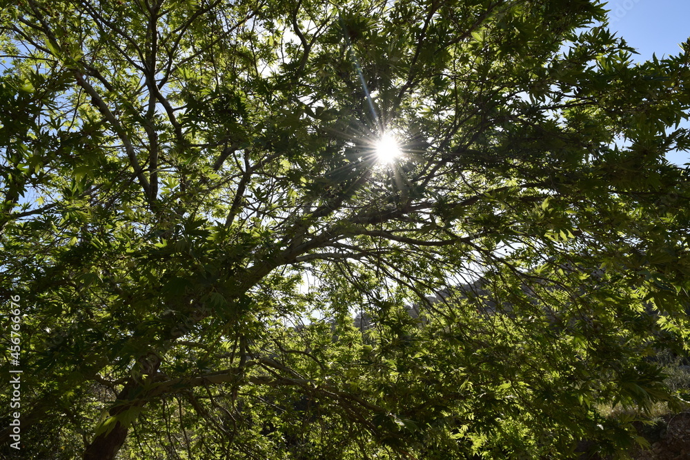 Obraz premium sun in the forest