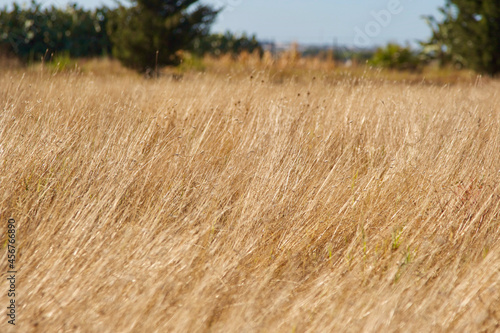 wheat field in the sunshine