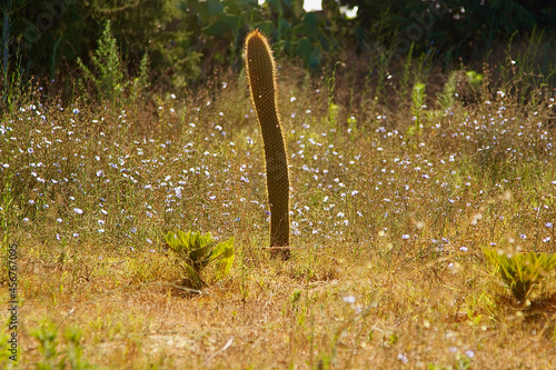 lonely cactus in the sun