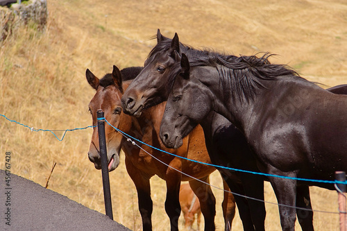 Four horses in a green valley