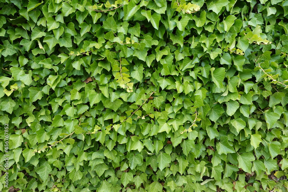 Fototapeta premium Pared con Hiedra trepadora
