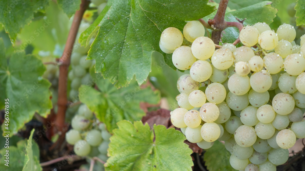 Preciosas uvas en los viñedos Preciosas uvas en los viñedos