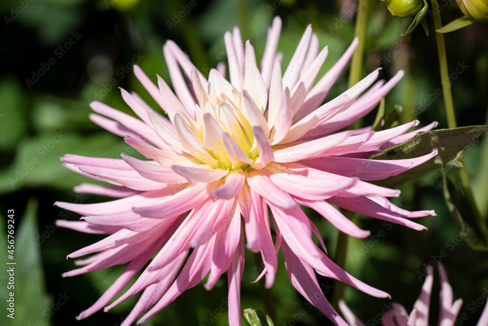 Fototapeta premium Rosa Blüte im Garten