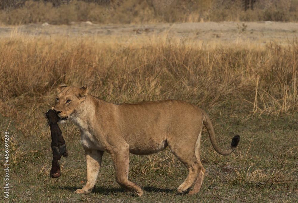 Naklejka premium Female Lion Carrying a Cape Buffalo Leg