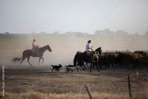 working with cattle in a ranch in center argentina photo