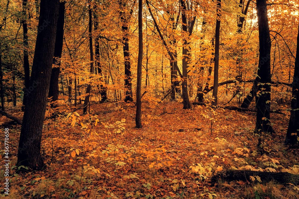 Fototapeta premium Beautiful autumn forest on sunset. Dark and mystical forest.