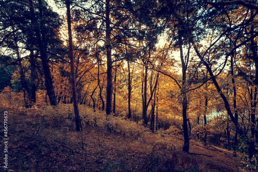 Beautiful autumn forest on sunset. Dark and mystical forest.