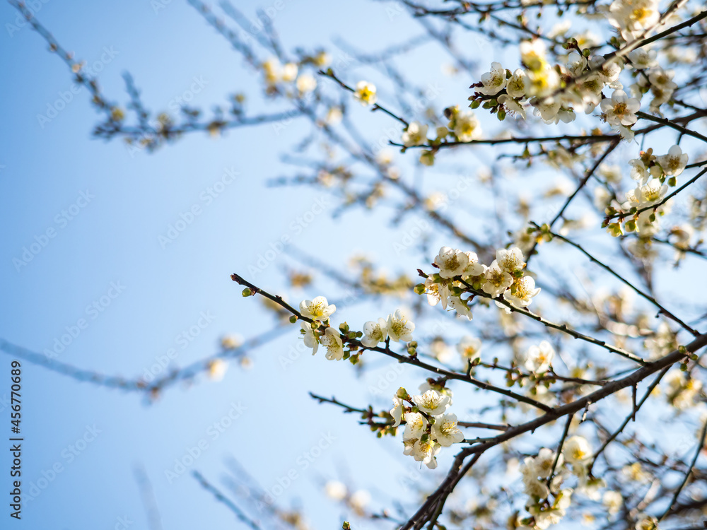 White Victoria Plum blossom against dark background. White Victoria Plum blossom against dark background.