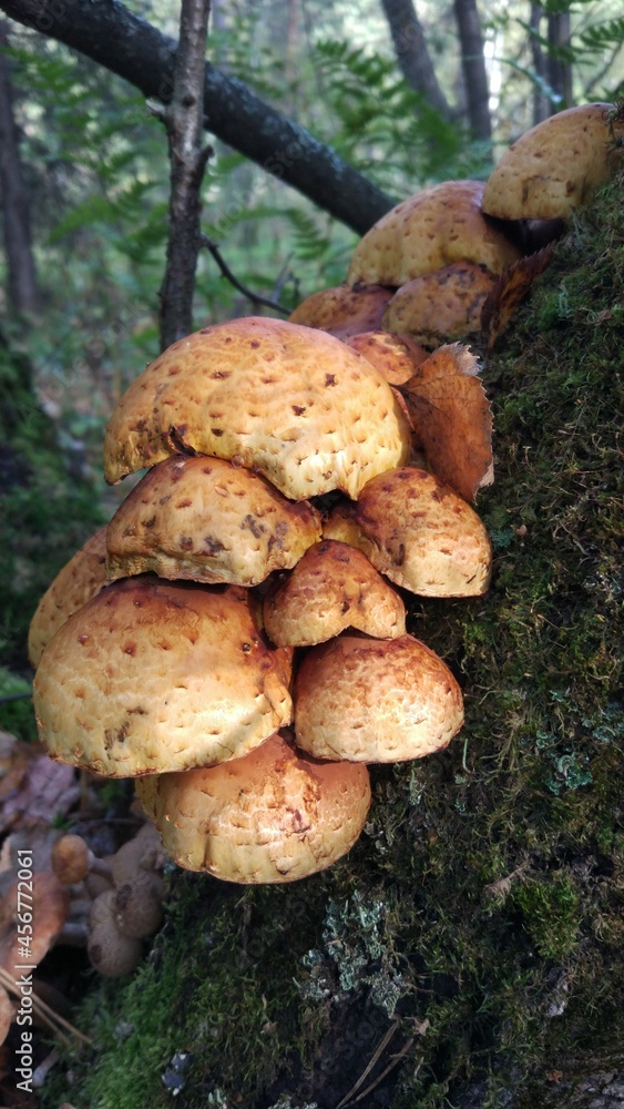 Autumn forest is the best place and time to collect mushrooms. Autumn forest is the best place and time to collect mushrooms.