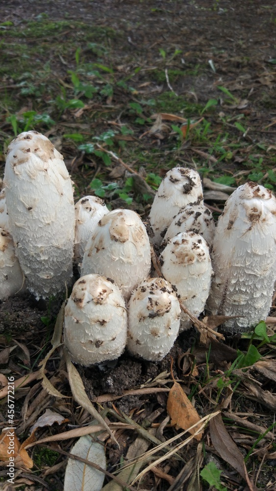 Autumn forest is the best place and time to collect mushrooms. Autumn forest is the best place and time to collect mushrooms.