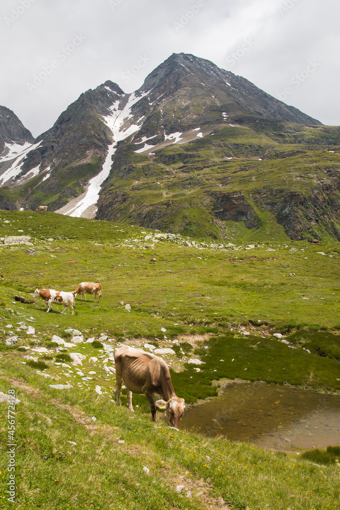 Portrait of grazing cows near Castel lake in Val Formazza during summer season, Piedmont, Italy