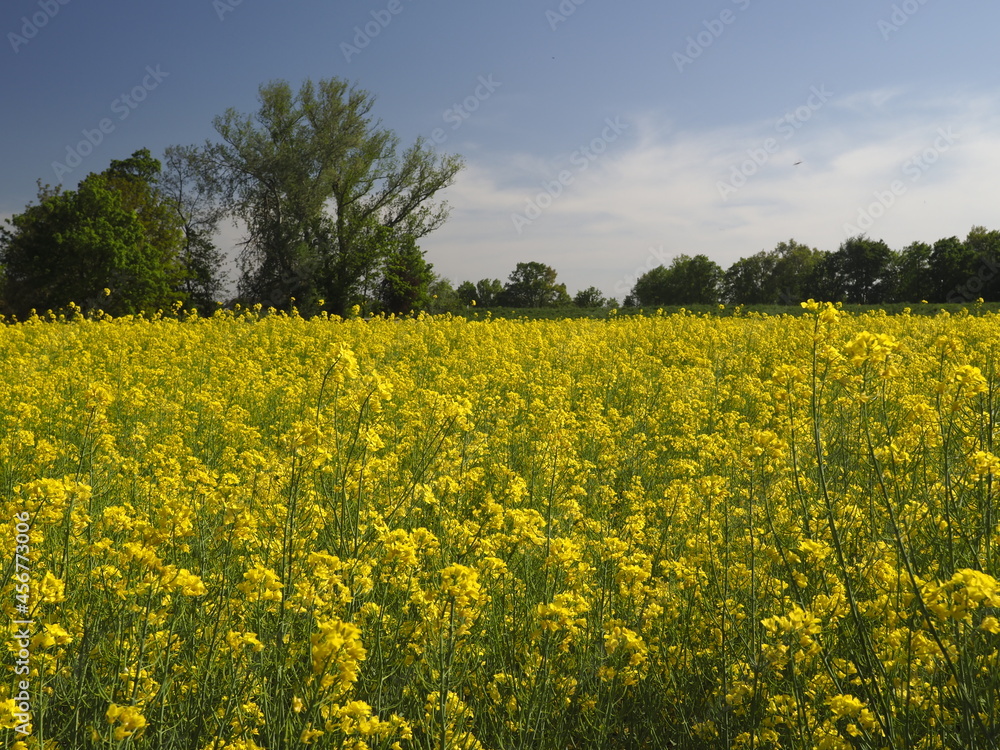 Blühendes Rapsfeld Blühendes Rapsfeld