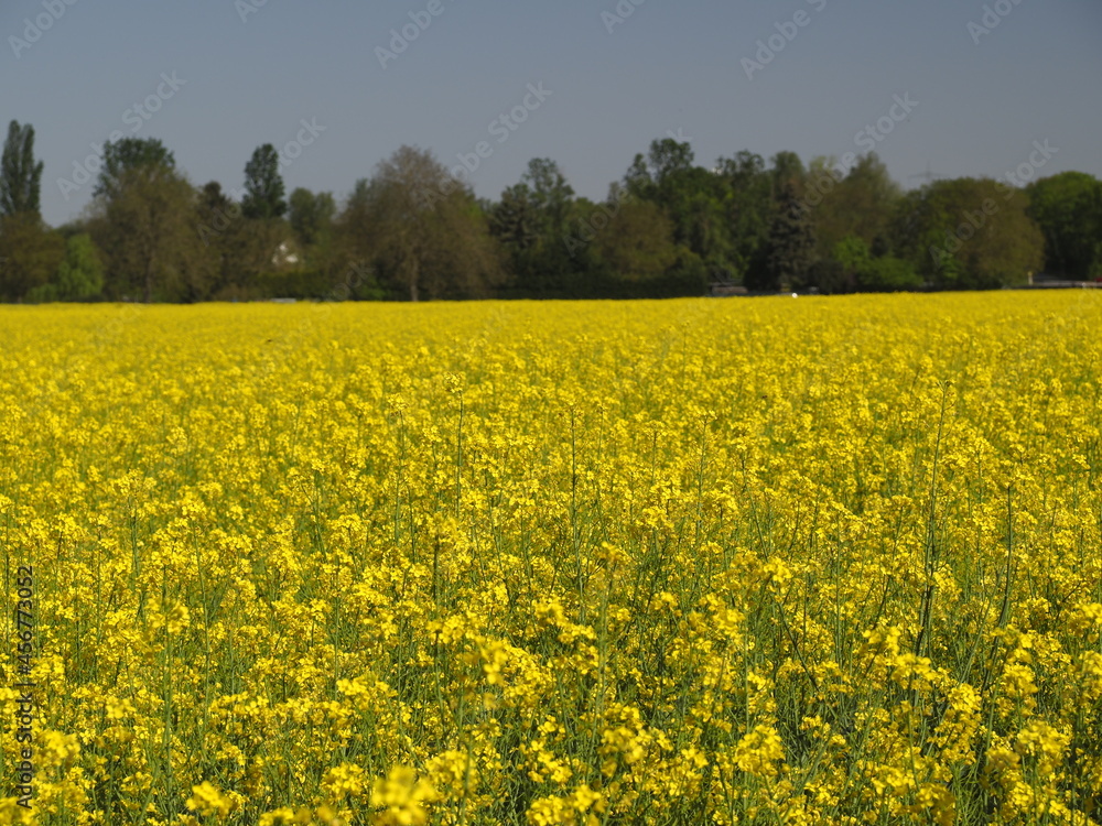 Fototapeta premium Blühendes Rapsfeld