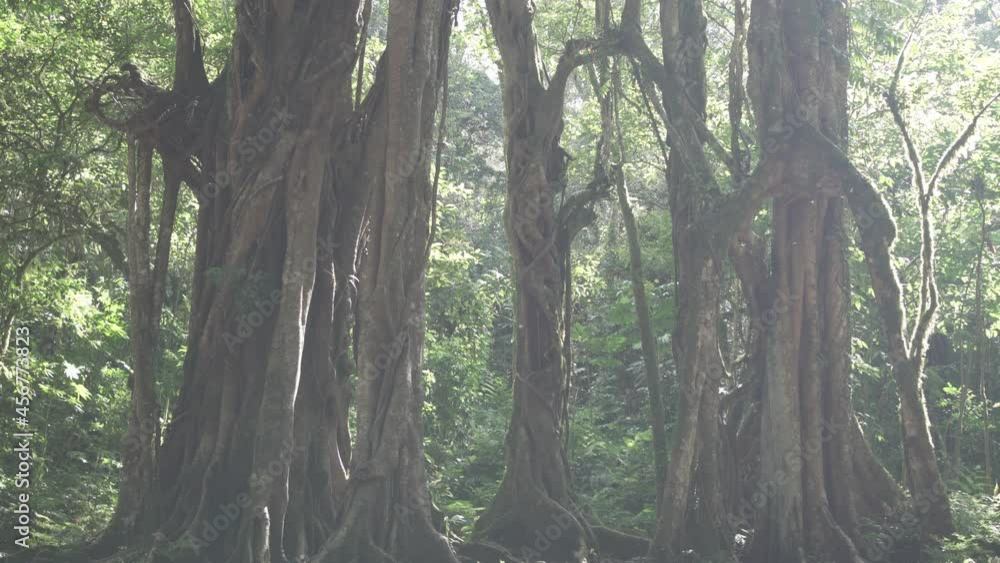 Peaceful Green Botanic Garden Open Space Landscape Park Trees Remnant Tropical Forest in Bali Indonesia Peaceful Green Botanic Garden Open Space Landscape Park Trees Remnant Tropical Forest in Bali Indonesia