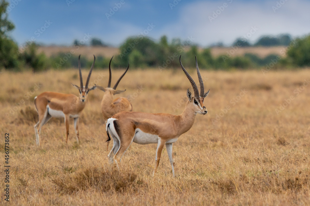Impala (Aepyceros melampus) Maasai Mara, Kenya. Impala (Aepyceros melampus) Maasai Mara, Kenya.