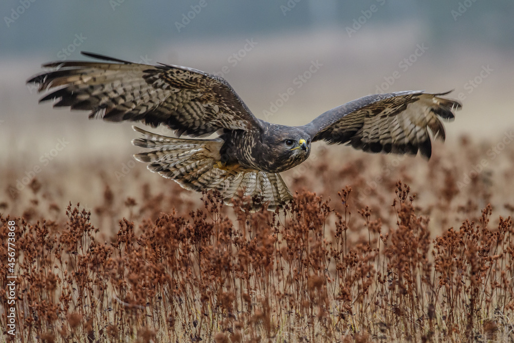 Fototapeta premium Birds of prey - Common Buzzard (Buteo buteo)