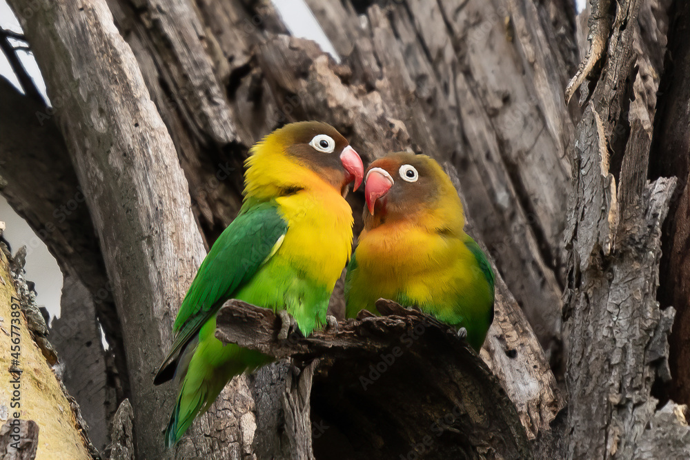 Naklejka premium Two Fischer's Lovebirds (Agapornis fischeri) nuzzle each other, Ngorongoro Conservation Area, Tanzania
