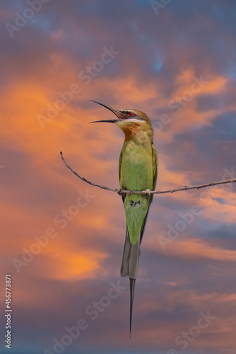 Olive Bee-eater (Merops superciliosus) in a tree in Madagascar. photo