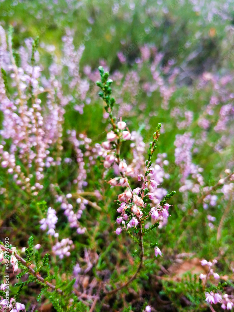Heather Heather