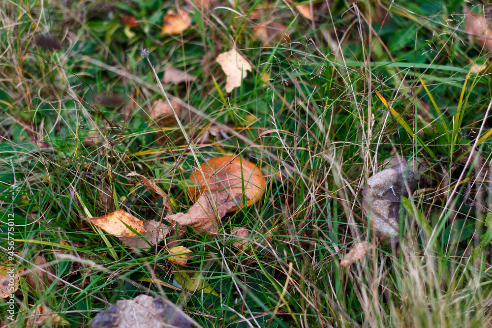 Defocus mushroom (Suillus luteus) among dry grass and leaves. Suillus luteos mushroom growing in the green forest or meadow. Boletus hiding in ground. Out of focus Defocus mushroom (Suillus luteus) among dry grass and leaves. Suillus luteos mushroom growing in the green forest or meadow. Boletus hiding in ground. Out of focus