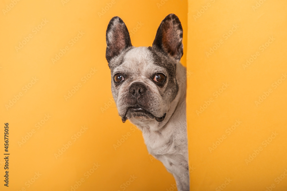Studio portrait of dog peeking out from behind a wall on a yellow background