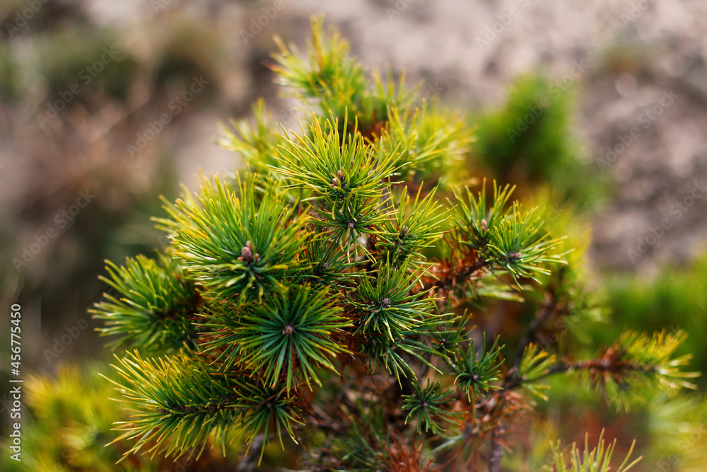 Defocus siberian dwarf pine (Pinus pumila) yellow dry or ill. Wild plants of Siberia. Beautiful natural green background. Closeup. Out of focus Defocus siberian dwarf pine (Pinus pumila) yellow dry or ill. Wild plants of Siberia. Beautiful natural green background. Closeup. Out of focus