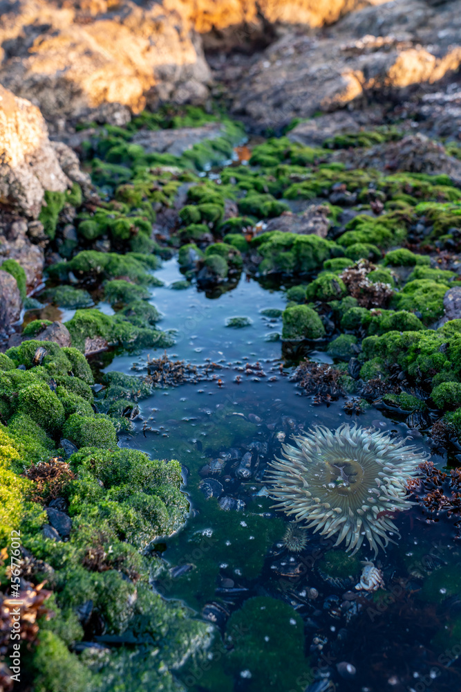 Sea anemone living in a rock pool among the moss