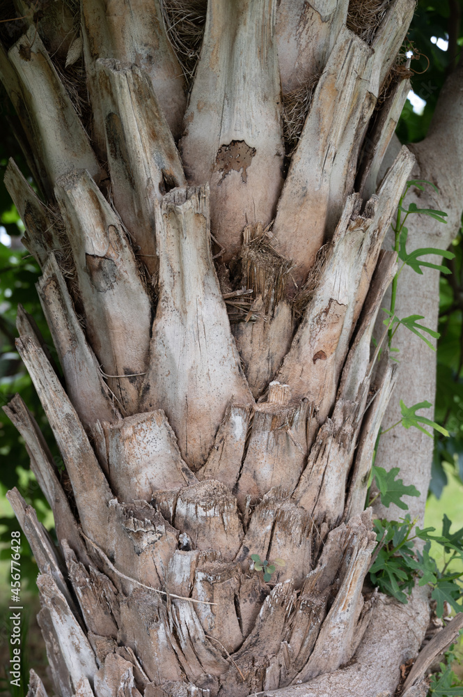 palm tree body bark pattern close up