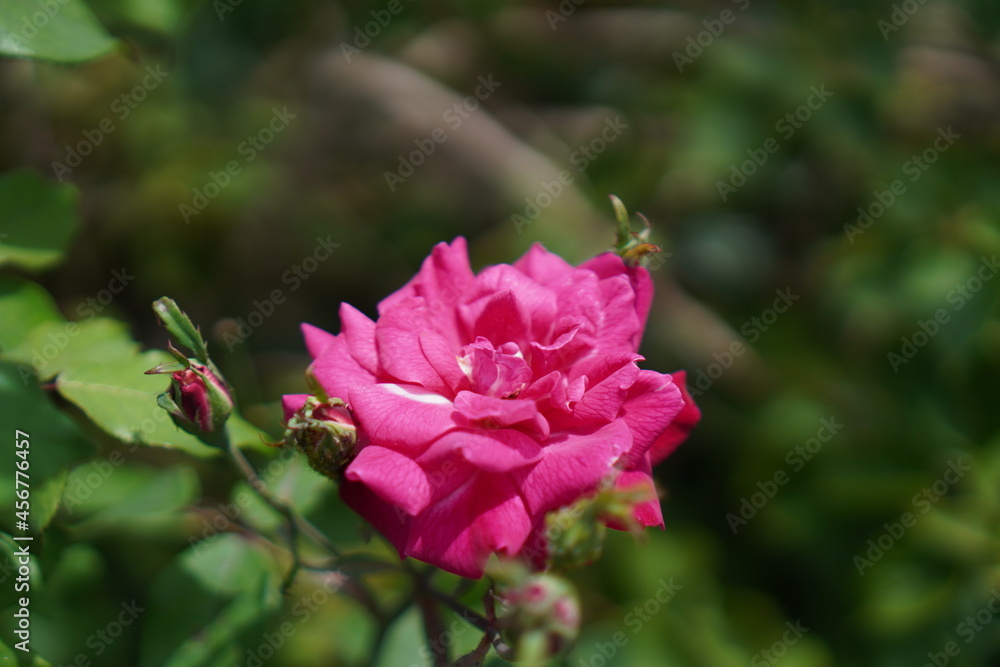 Fototapeta premium pink flower stock photo