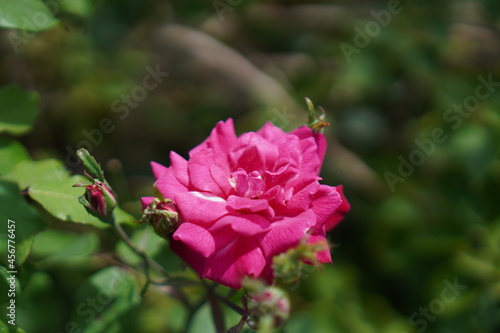 pink flower stock photo