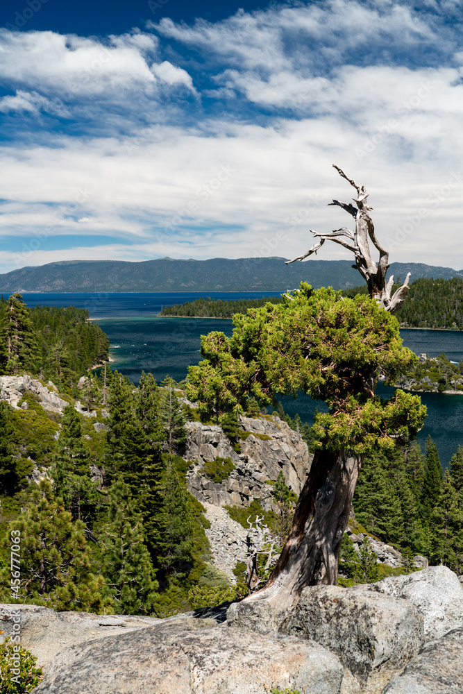 Lone tree sits atop a rock overlooking Lake Tahoe
